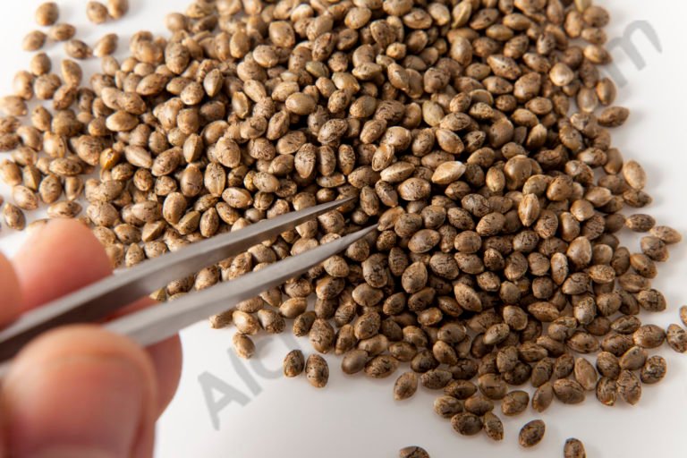 Hemp Seeds A Superfood Revolutionizing the Food Industry