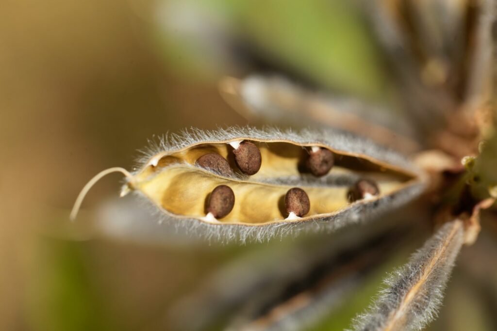 How Lupine Seeds are Revolutionizing the Food Industry