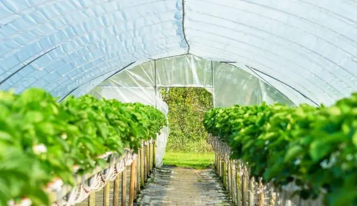 How the Global Grow Tents Market is Shaping the Future of Indoor Agriculture