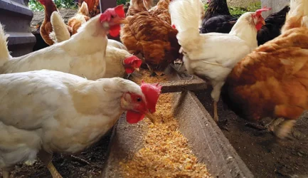 Technological Advancements Shaping the Future of Poultry Feed Ingredients