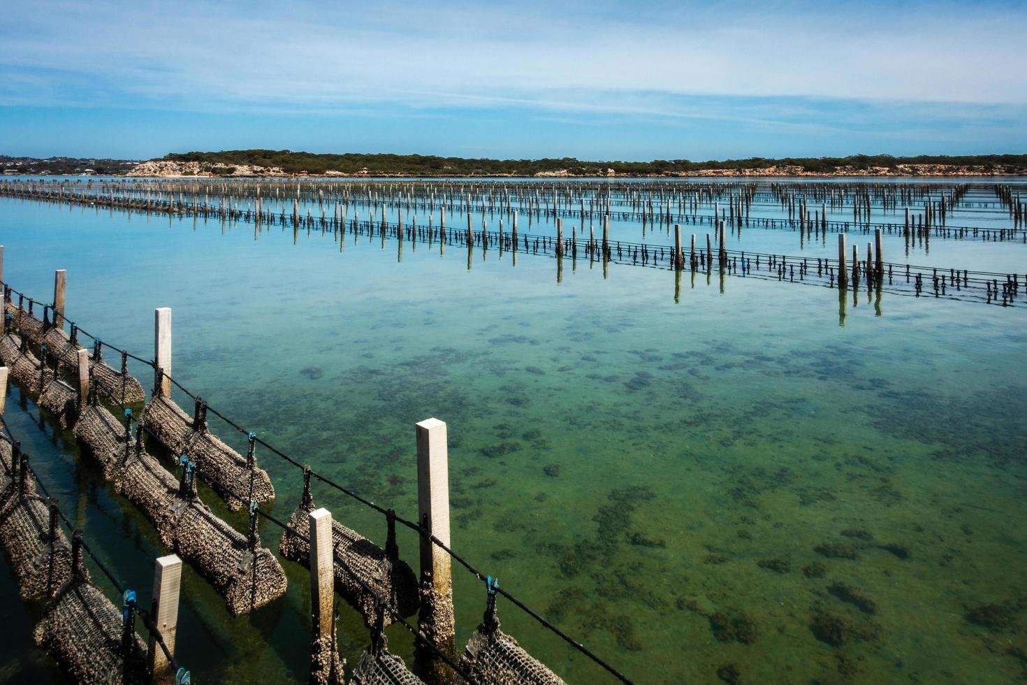 The Impact of Sustainable Aquaculture on Oyster Farming