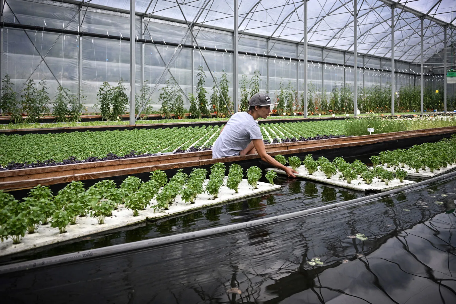 Why the Aquaponics Market is a Game-Changer for Sustainable Agriculture